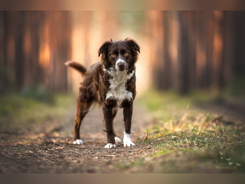 Mini Aussie Wurfankündigung Welpen mit Papieren