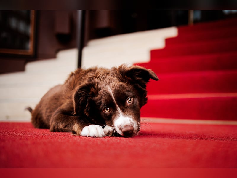 Mini Aussie Wurfankündigung Welpen mit Papieren