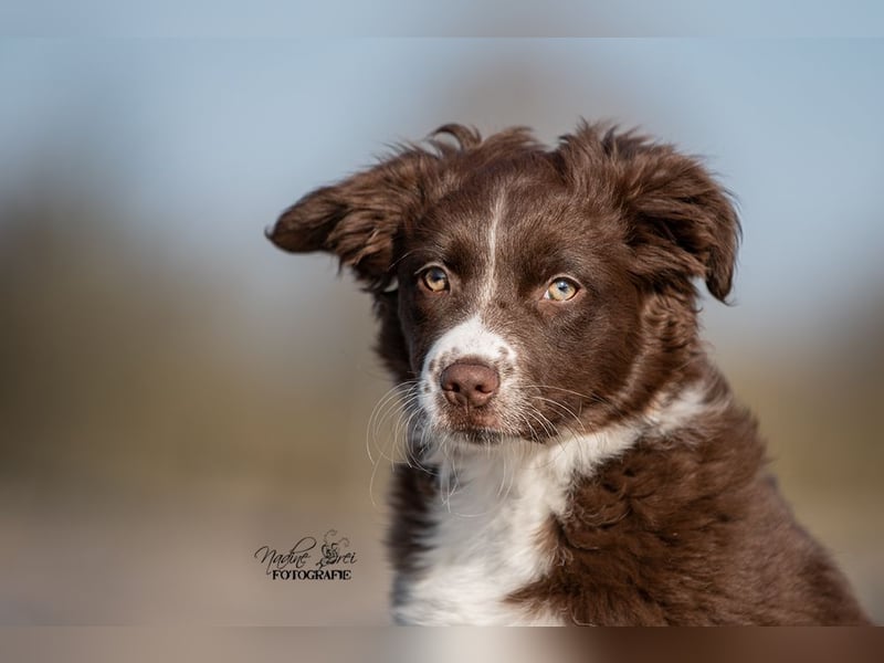 Mini Aussie Wurfankündigung Welpen mit Papieren