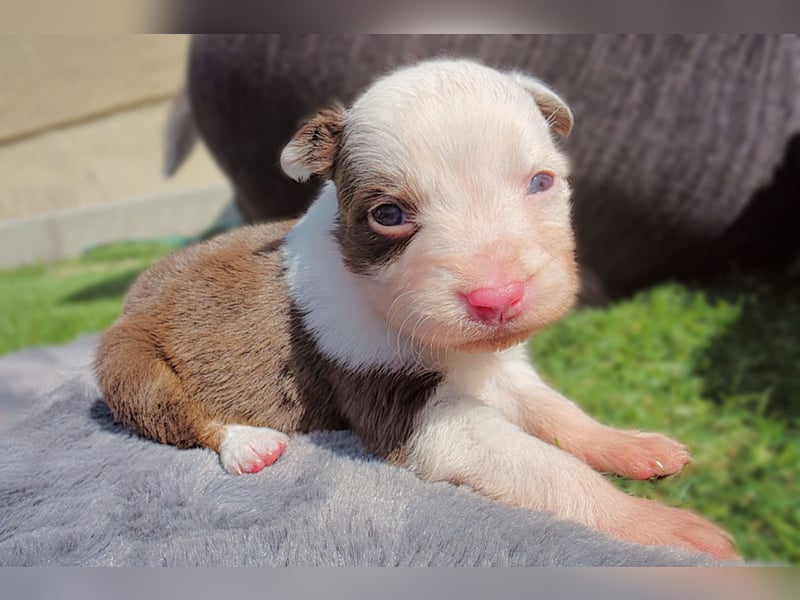 Miniature Australian Shepherd Welpen