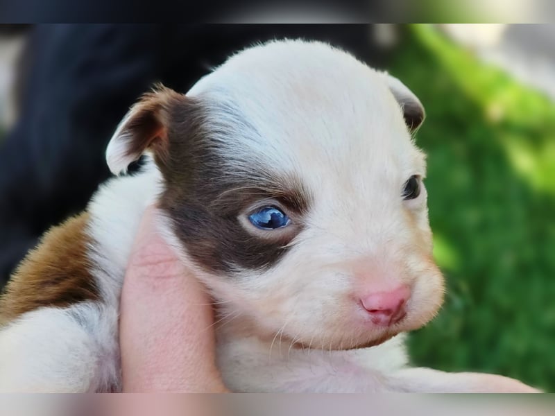 Miniature Australian Shepherd Welpen