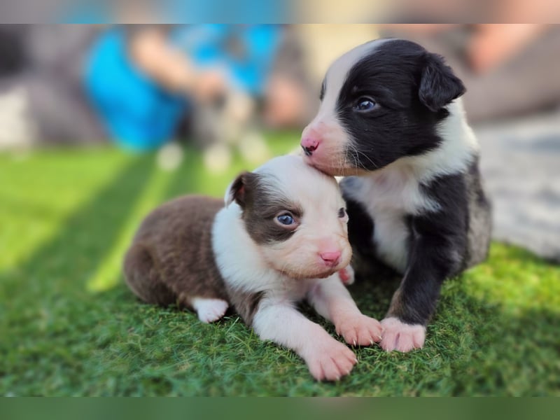 Miniature Australian Shepherd Welpen