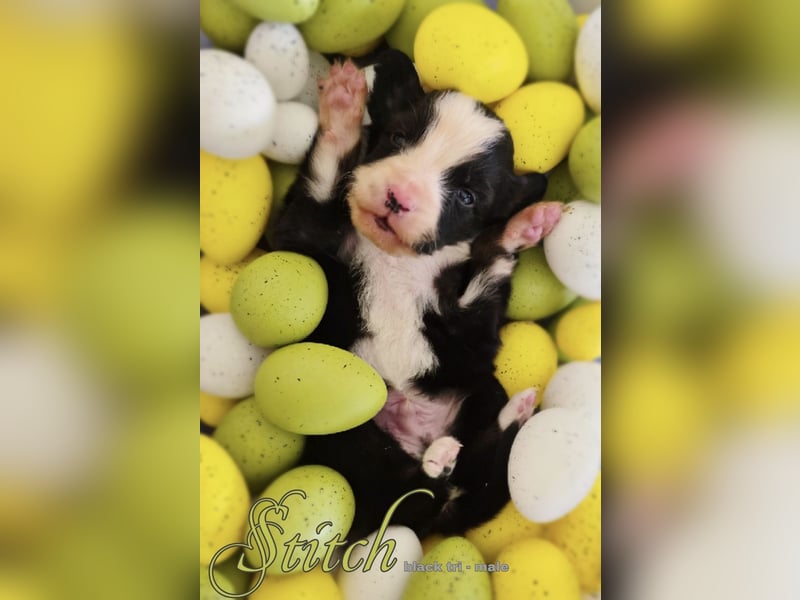Miniature Australian Shepherd Welpen