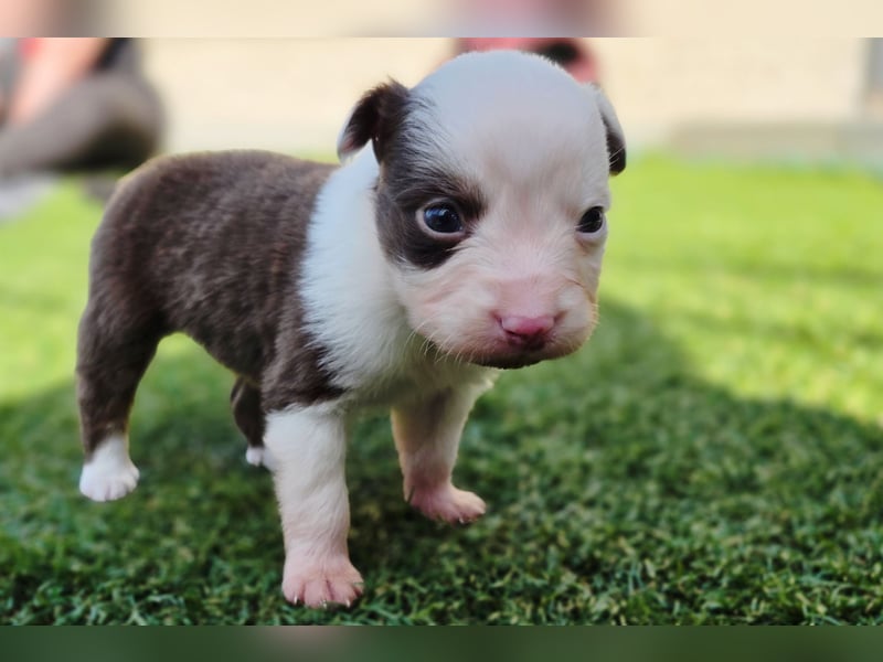 Miniature Australian Shepherd Welpen