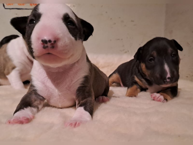Reinrassige Miniatur Bullterrier Welpen