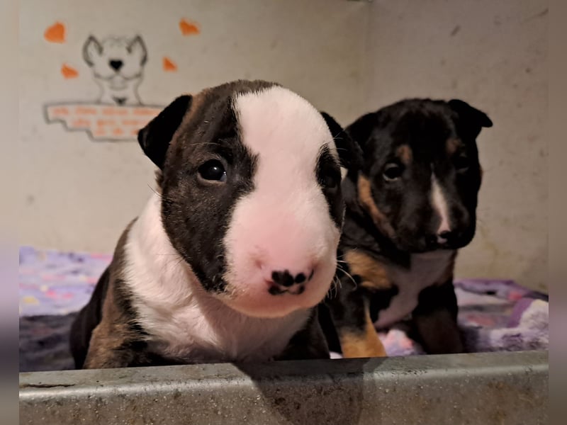 Reinrassige Miniatur Bullterrier Welpen