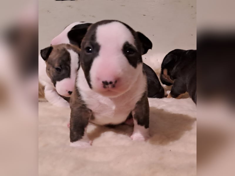 Reinrassige Miniatur Bullterrier Welpen