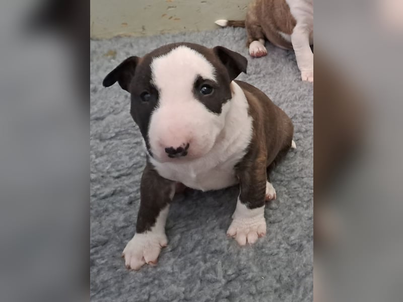 Reinrassige Miniatur Bullterrier Welpen
