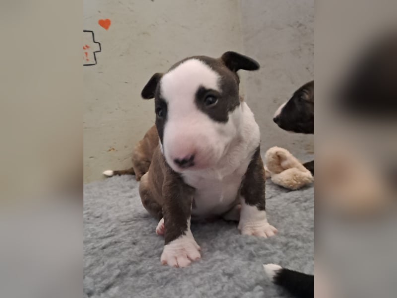Reinrassige Miniatur Bullterrier Welpen
