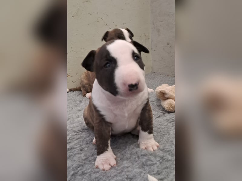 Reinrassige Miniatur Bullterrier Welpen
