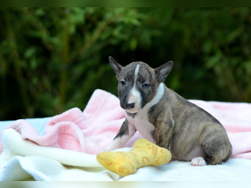 Miniatur-Bullterrier-Welpe zu verkaufen!