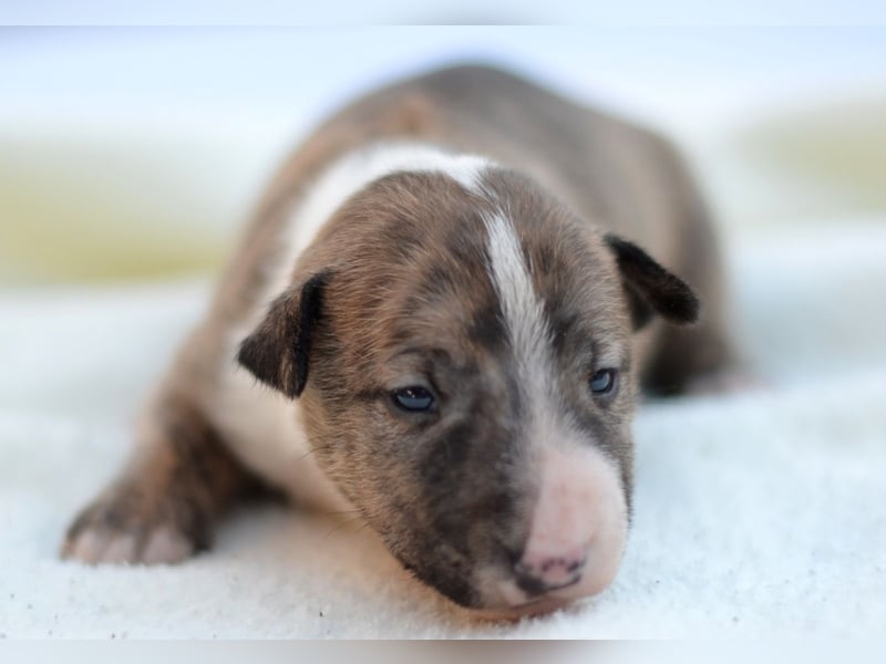 Miniatur-Bullterrier-Welpe zu verkaufen!