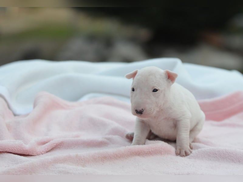 KARLA – Miniatur Bullterrier Hündin sucht bald ein liebevolles Zuhause!