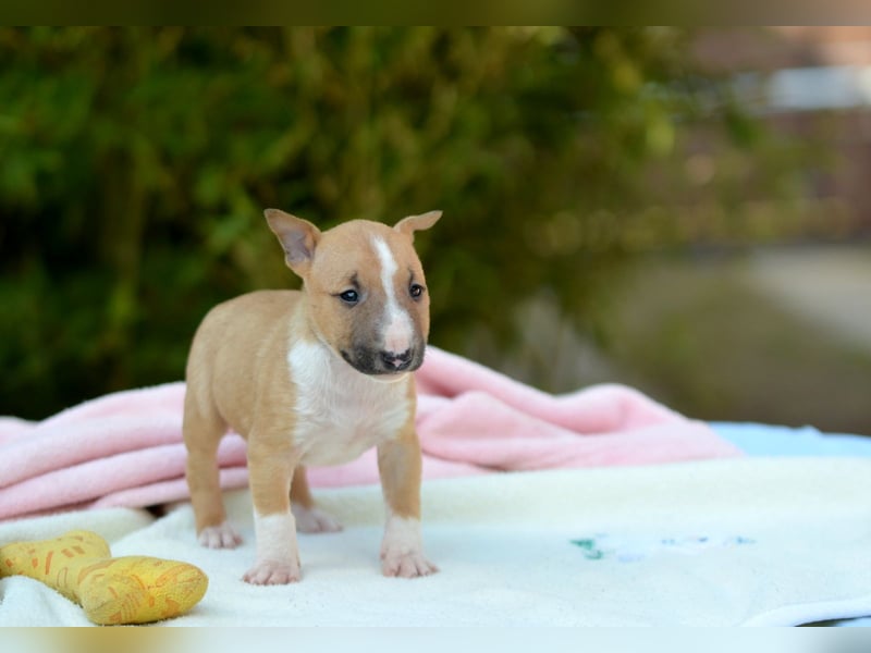 Miniatur-Bullterrier-Welpe zu verkaufen!