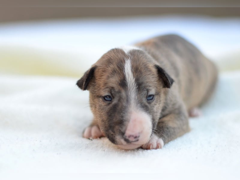 Miniatur-Bullterrier-Welpe zu verkaufen!