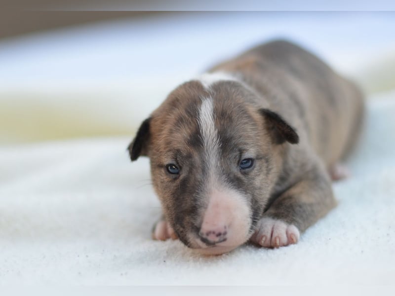 Miniatur-Bullterrier-Welpe zu verkaufen!