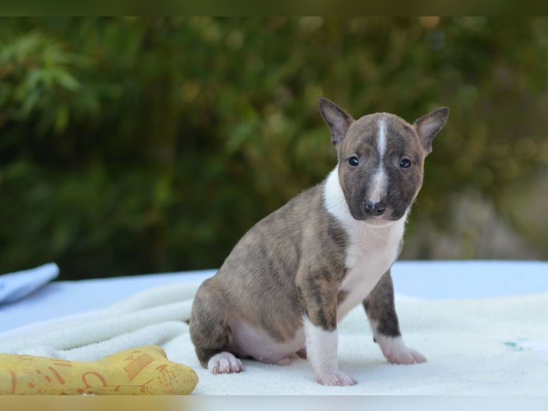 Miniatur-Bullterrier-Welpe zu verkaufen!