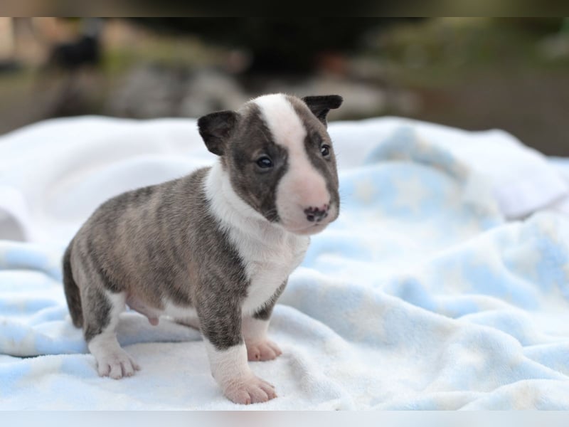KODA – Miniatur Bullterrier Welpe sucht bald ein Zuhause!