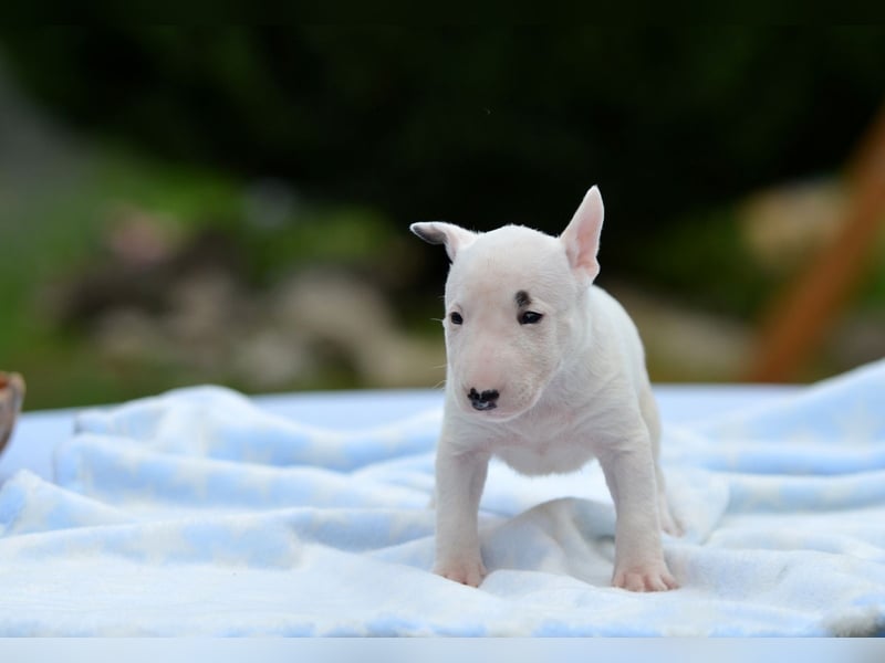 Miniatur-Bullterrier-Welpe zu verkaufen!