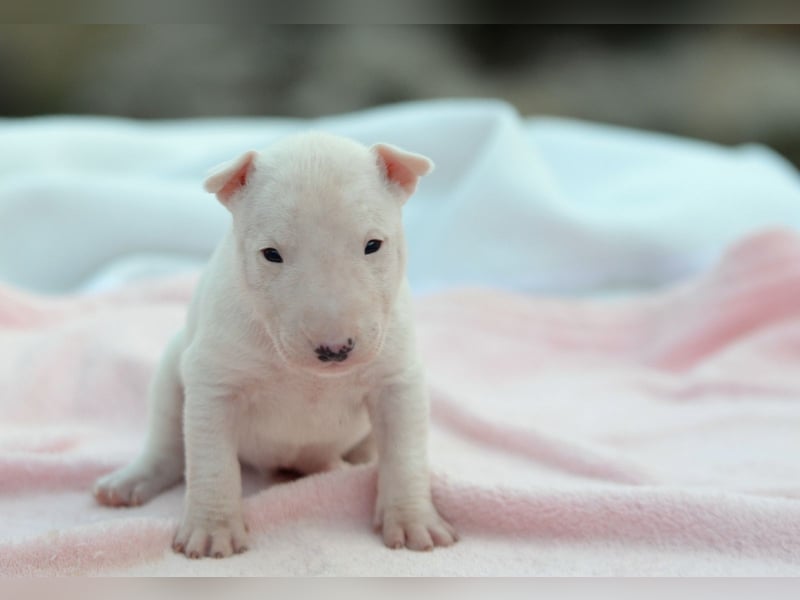 KARLA – Miniatur Bullterrier Hündin sucht bald ein liebevolles Zuhause!
