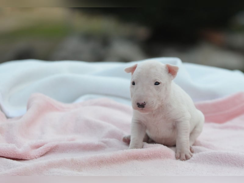 KARLA – Miniatur Bullterrier Hündin sucht bald ein liebevolles Zuhause!
