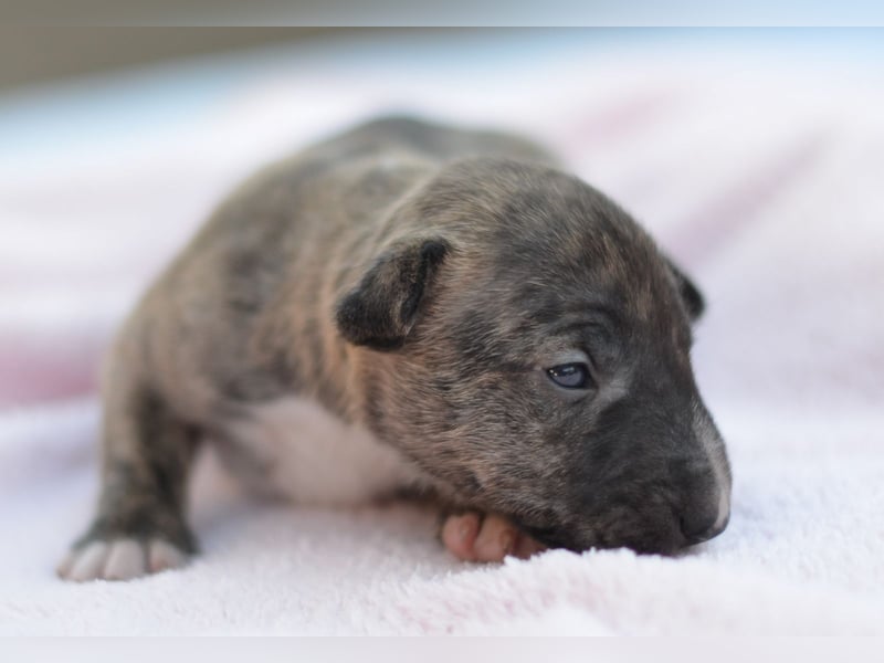 Miniatur-Bullterrier-Welpe zu verkaufen!