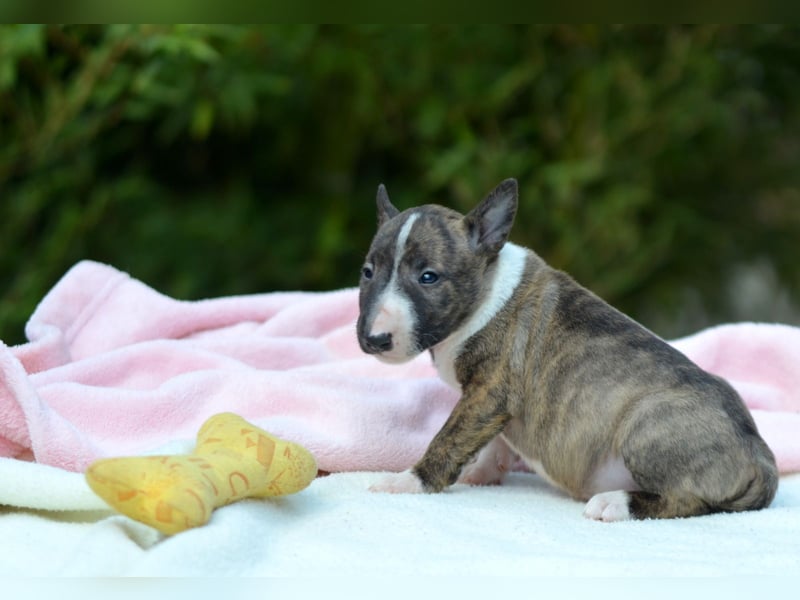 Miniatur-Bullterrier-Welpe zu verkaufen!
