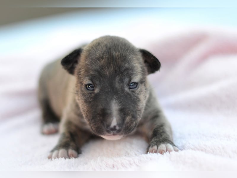 Miniatur-Bullterrier-Welpe zu verkaufen!