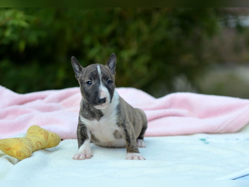 Miniatur-Bullterrier-Welpe zu verkaufen!