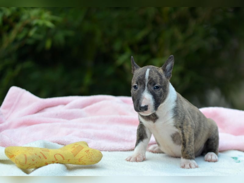 Miniatur-Bullterrier-Welpe zu verkaufen!