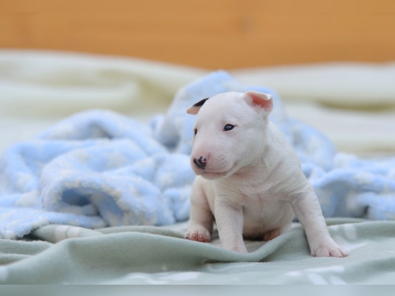 Miniatur-Bullterrier-Welpe zu verkaufen!