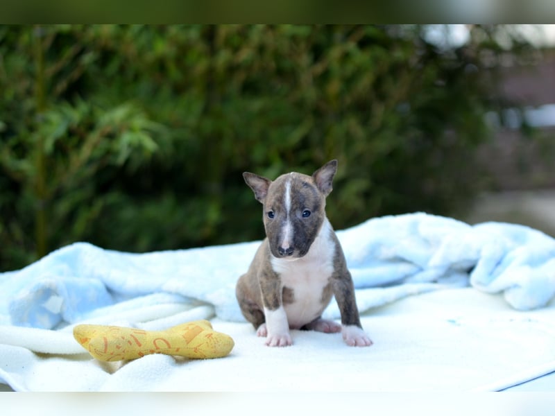 Miniatur-Bullterrier-Welpe zu verkaufen!