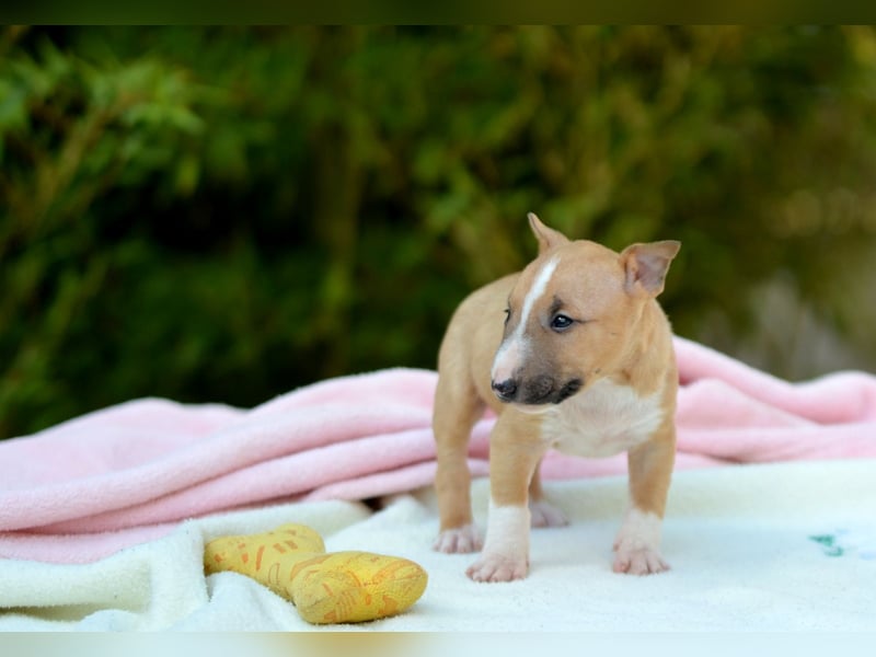 Miniatur-Bullterrier-Welpe zu verkaufen!
