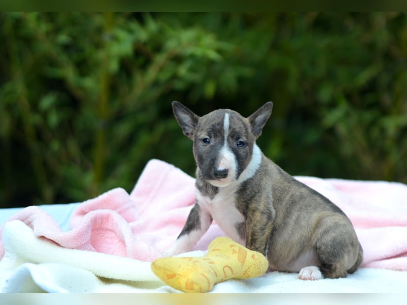 Miniatur-Bullterrier-Welpe zu verkaufen!