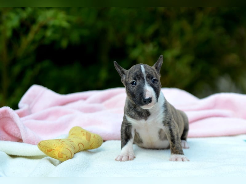 Miniatur-Bullterrier-Welpe zu verkaufen!