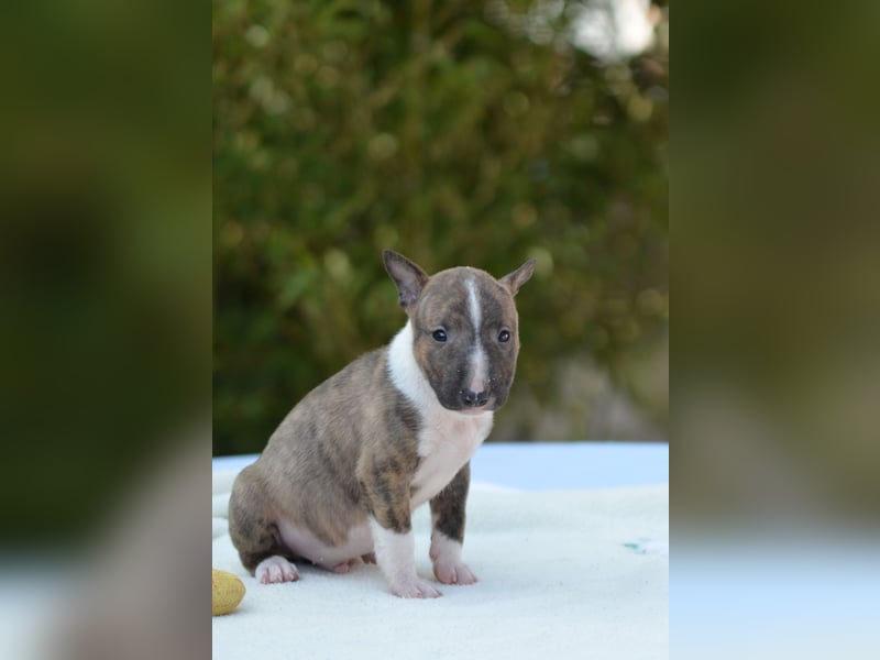 Miniatur-Bullterrier-Welpe zu verkaufen!