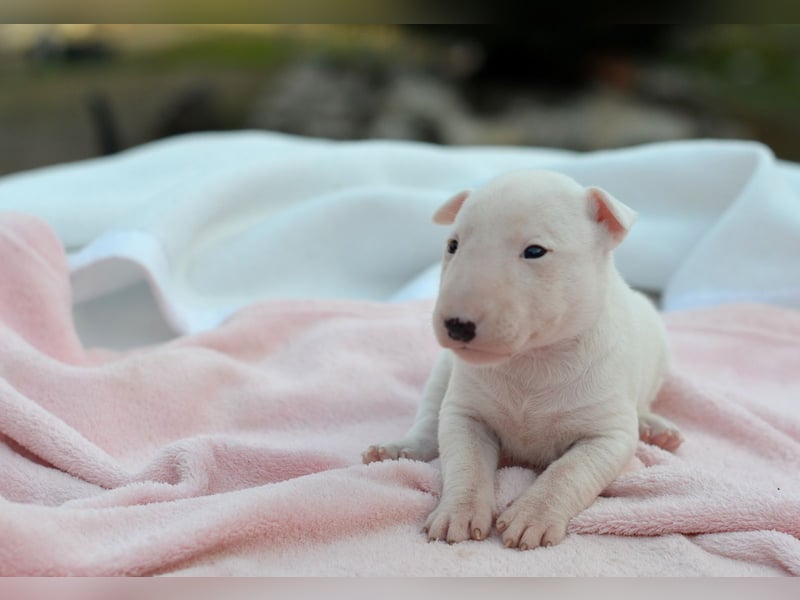 KIMI – Miniatur Bullterrier Hündin sucht bald ein liebevolles Zuhause!