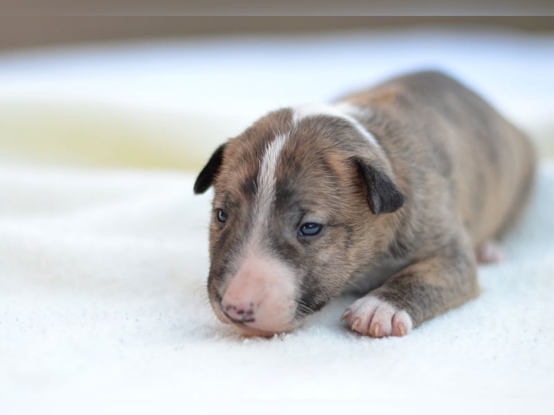Miniatur-Bullterrier-Welpe zu verkaufen!
