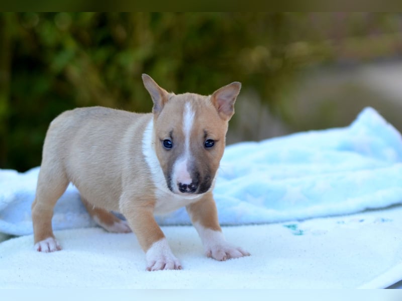 Miniatur-Bullterrier-Welpe zu verkaufen!
