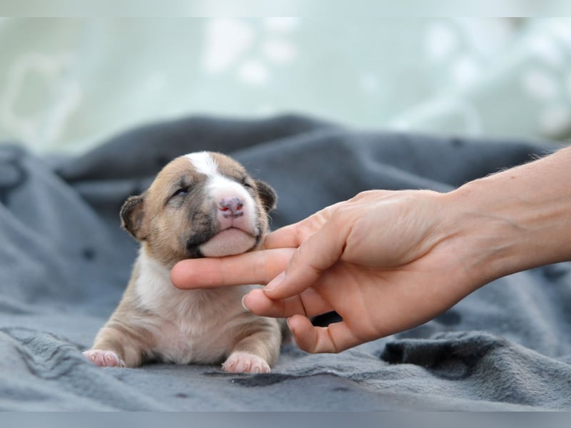 Miniatur-Bullterrier-Welpe zu verkaufen!