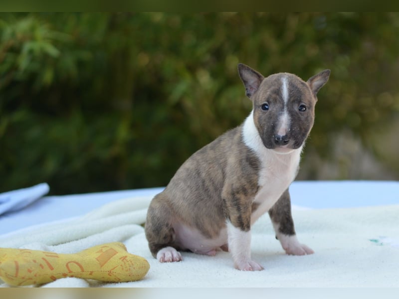 Miniatur-Bullterrier-Welpe zu verkaufen!