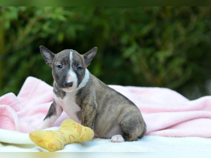 Miniatur-Bullterrier-Welpe zu verkaufen!