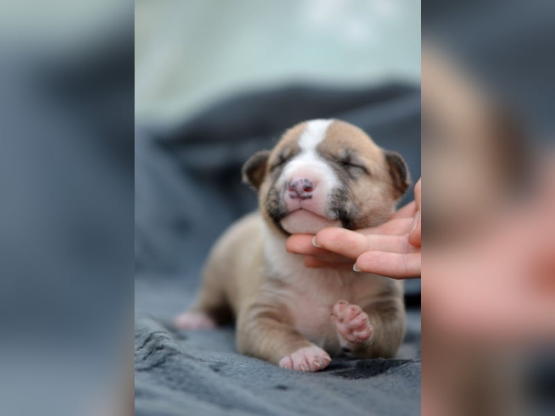 Miniatur-Bullterrier-Welpe zu verkaufen!