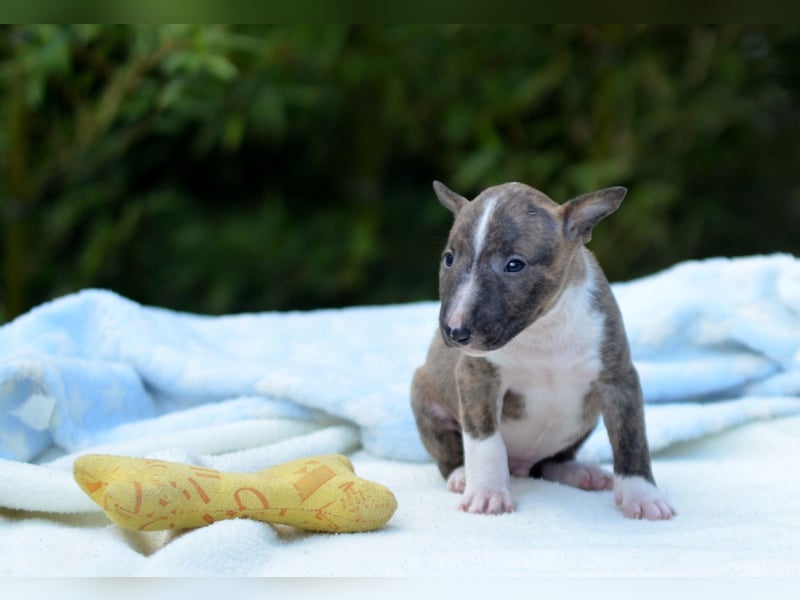 Miniatur-Bullterrier-Welpe zu verkaufen!
