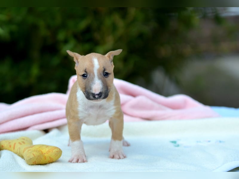 Miniatur-Bullterrier-Welpe zu verkaufen!