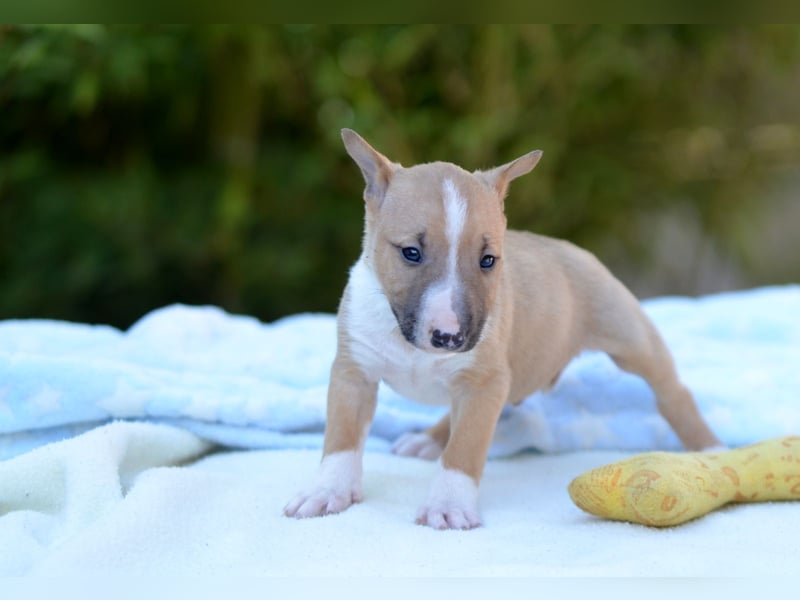 Miniatur-Bullterrier-Welpe zu verkaufen!