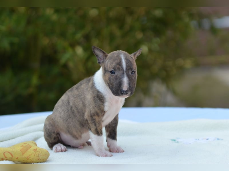 Miniatur-Bullterrier-Welpe zu verkaufen!