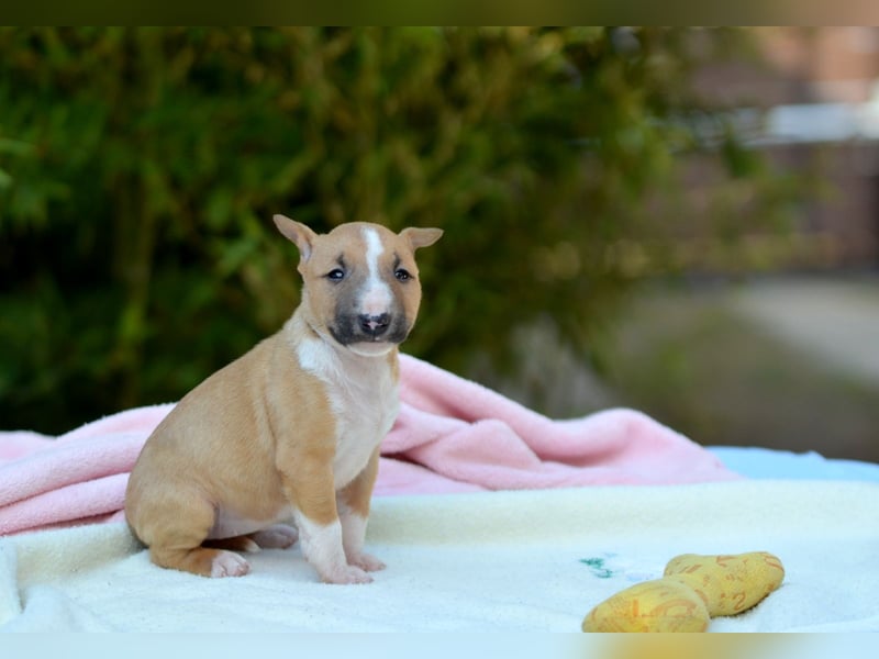 Miniatur-Bullterrier-Welpe zu verkaufen!