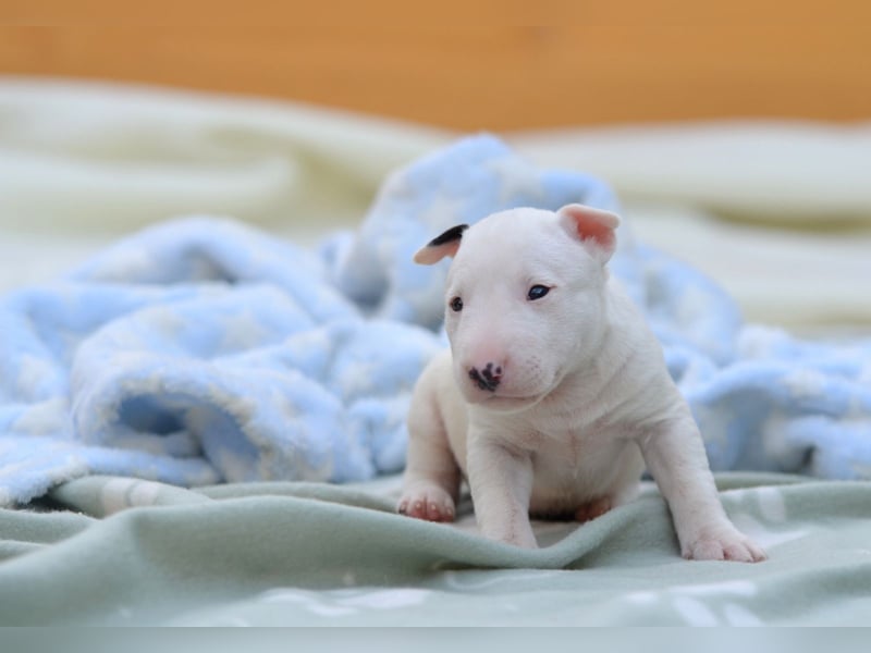 Miniatur-Bullterrier-Welpe zu verkaufen!