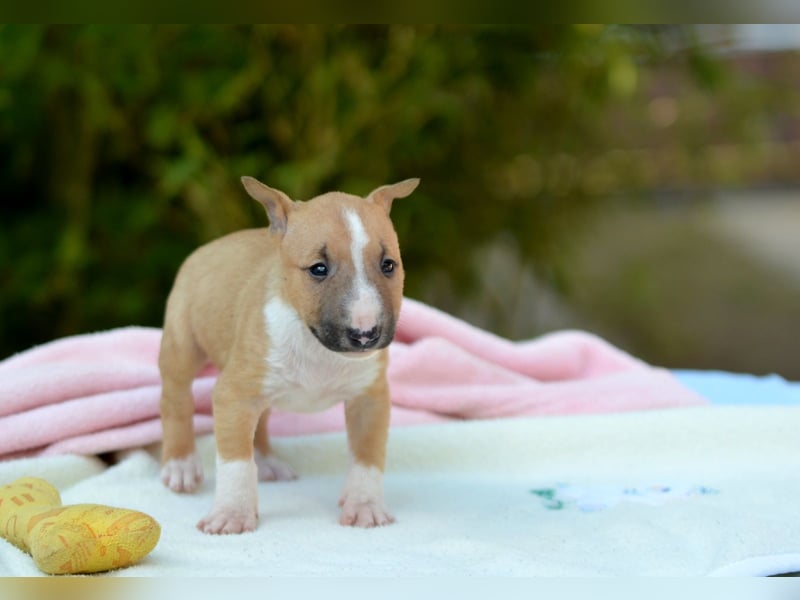 Miniatur-Bullterrier-Welpe zu verkaufen!
